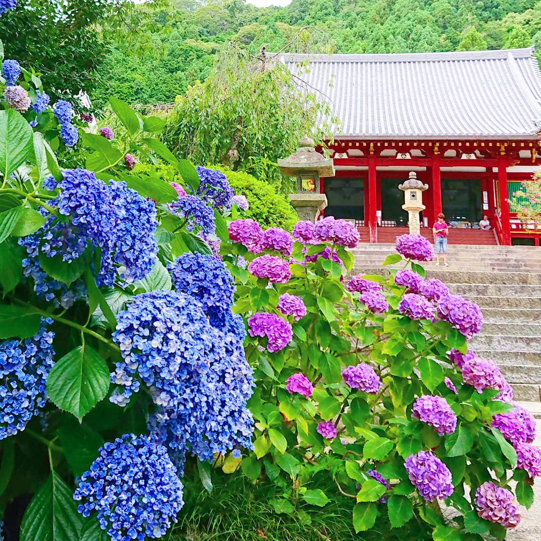 矢田寺　紫陽花